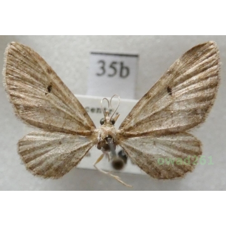 Eupithecia absinthiata (Clerck, 1759) Czech35b